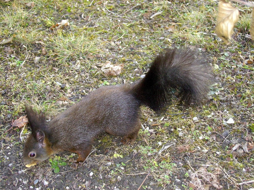 Eichhörnchen (c) B-NK Andrea Deimel Eichhörnchen von oben fotografiert, läuft auf Schotterweg. (c) B-NK Andrea Deimel
