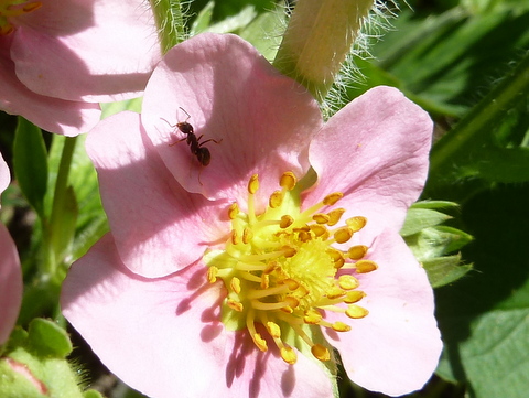 Eine Ameise auf einer rosa Blüte. (c) B-NK Andrea Deimel