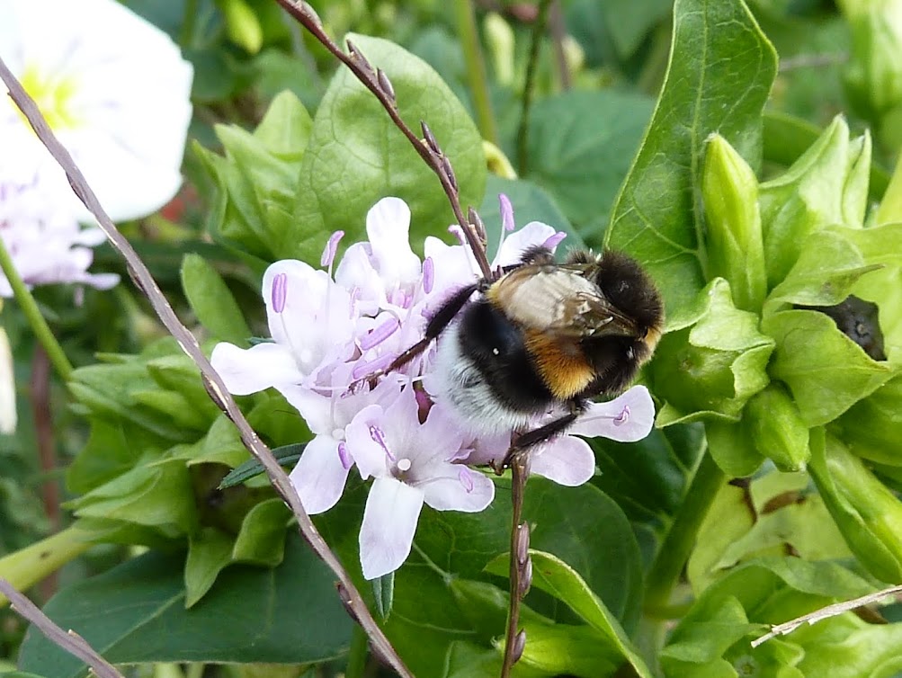 Eine Hummel von oben auf einer Blüte. (c) B-NK Andre Deimel
