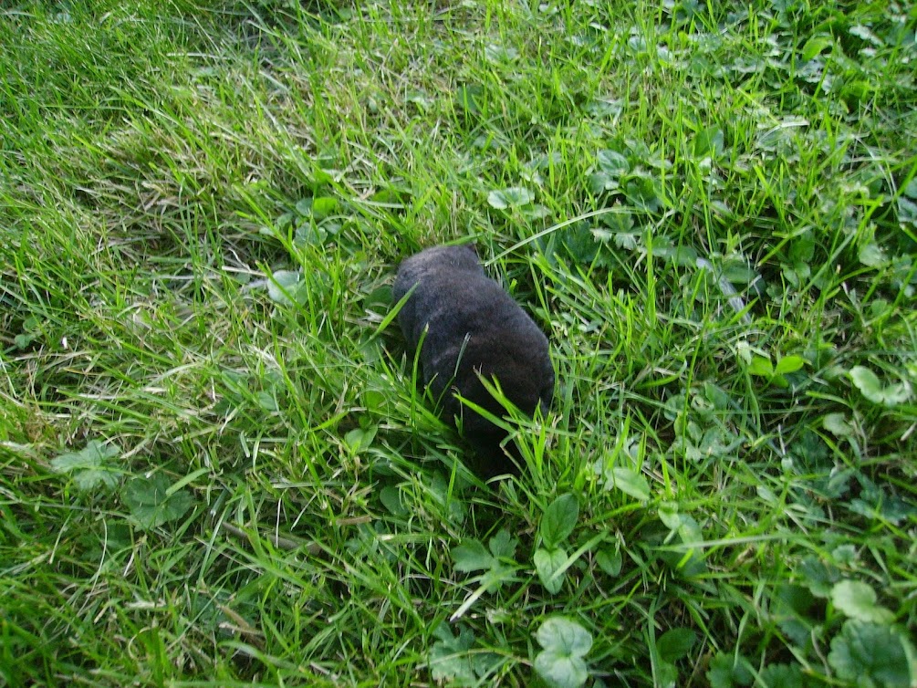 Maulwurf krabbelnd auf der Wiese (c) B-NK Andrea Deimel