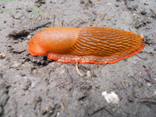 Nacktschnecke kriecht auf feuchtem Erdboden (c) B-NK Andrea Deimel