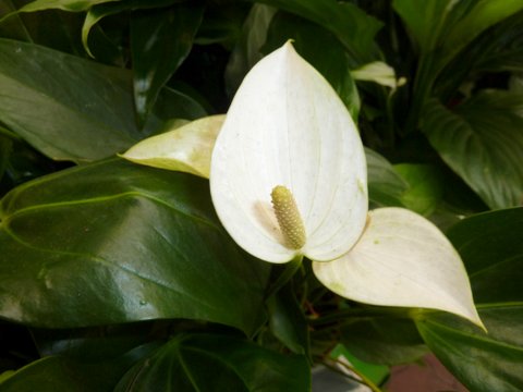 Eine weiße Einblattblüte mit grünen Blättern im Hintergrund (c) B-NK Andrea Deimel