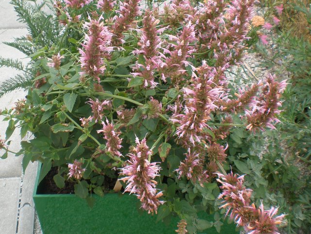 Blüten einer Duftnessel in einer GartenBox. (c) Andrea Deimel B-NK