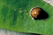 Schildlaus auf einem Blatt (c) biohelp