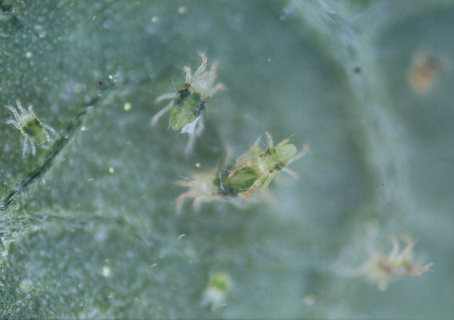 Mikroskopische Aufnahme von Spinnmilben auf einem Blatt (c) biohelp