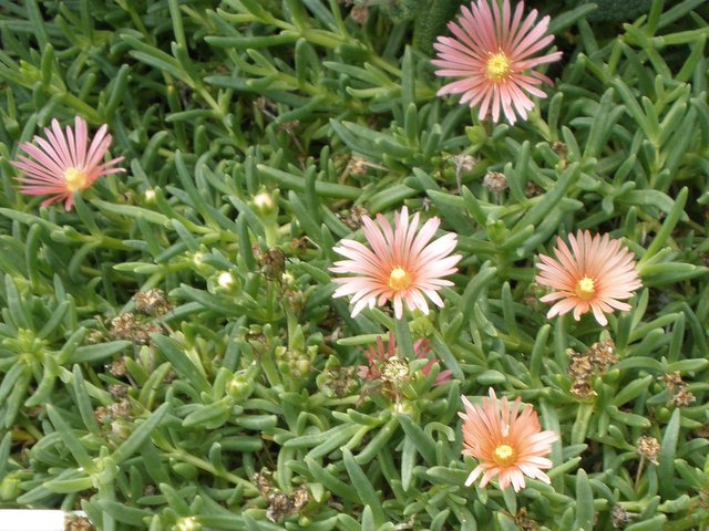 Blühende Mittagsblumen, gesetzt in einer Gruppe von mehreren gleichen Pflanzen. (c) Andrea Deimel, B-NK