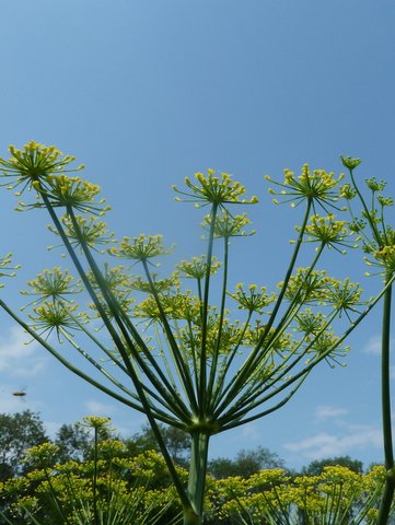 Blühende Dill von unten fotografiert, mit blauem Himmel im Hintergrund.