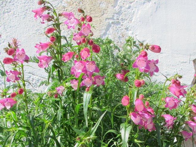 Bartfaden samt rosa Blüten vor einer weißen Hauswand. (c) Andrea Deimel, N-NK